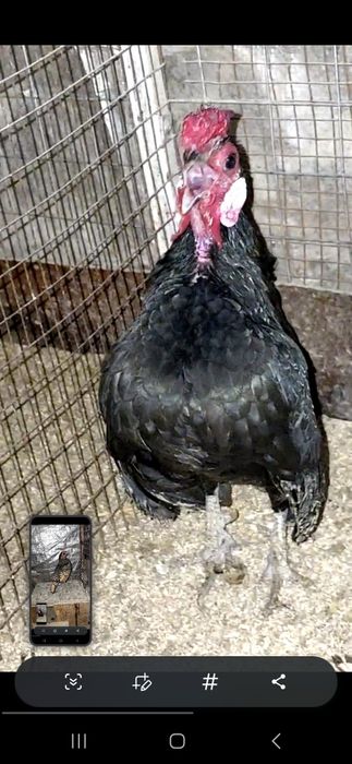 Бентам, сибарай,японла 100000