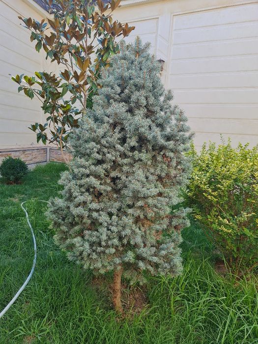 Итальянская штампованная ель.