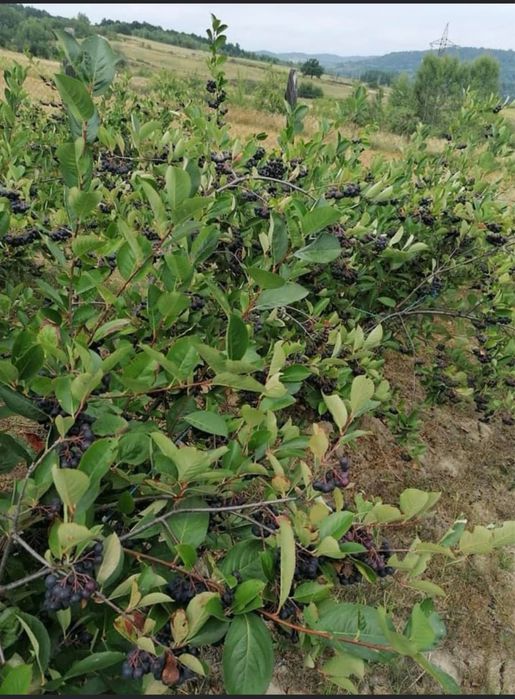 Fructe Aronia Melanocarpa