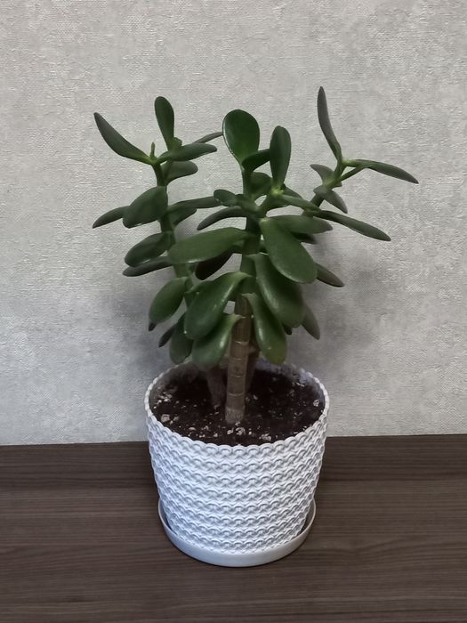 Продам домашние цветы: денежное дерево