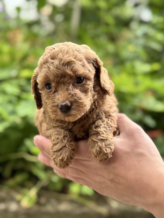 Той пудел Toy Poodle