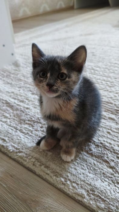 Чиловые котята в добрые руки :)
