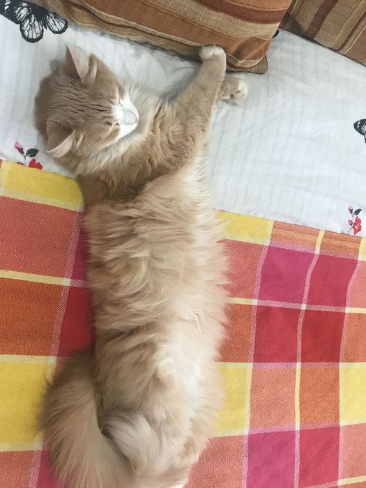 Отдам кота в хорошие руки!