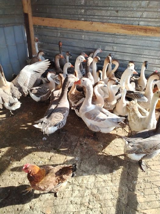 Vând gâște americane