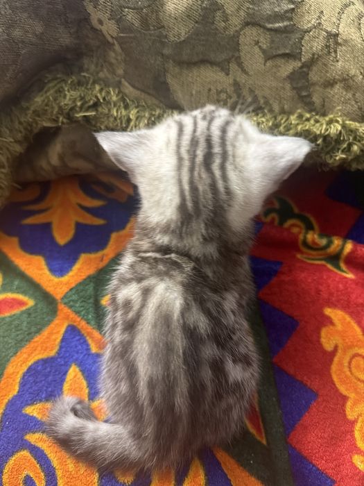 шотладский котенок