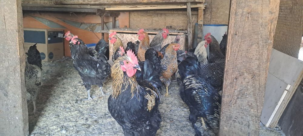 Продам петушков срочно
