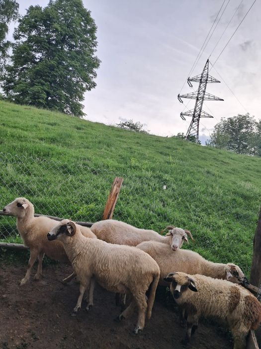 Vând oii țurcane