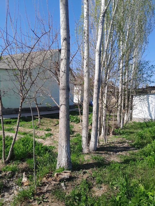 Terak sotiladi sirdaryo guliston tumani