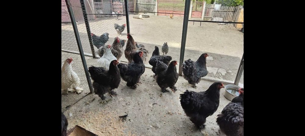 Ouă găini brahma