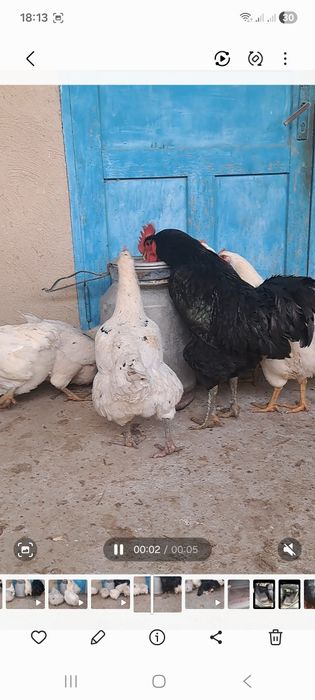 Куры и петух  гигант