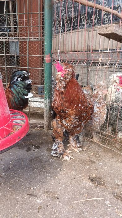 Vand oua pentru incubat de Strumski