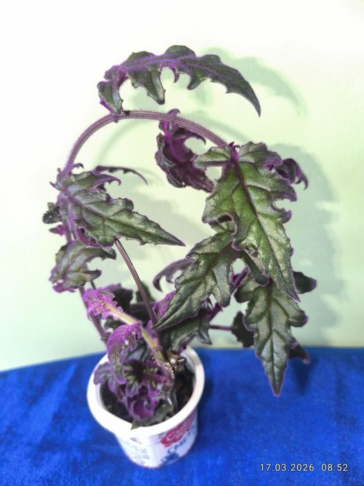 Продам комнатные цветы