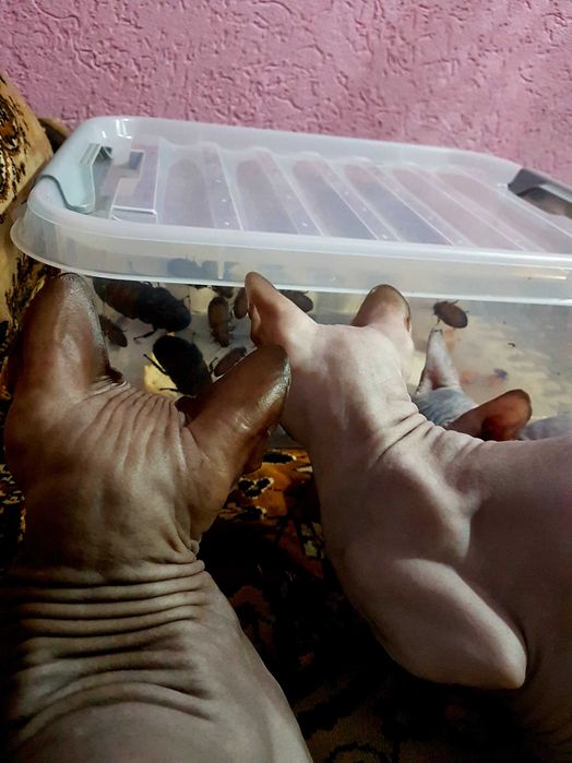 мадагаскарские тараканы