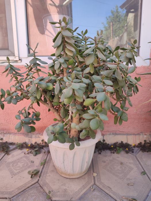 Цветы большие продам