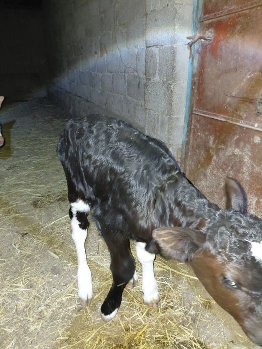 Бұзаулар сатылады