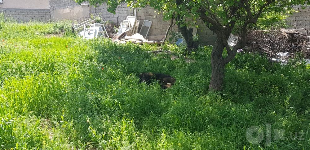 Ховли жой сотилади