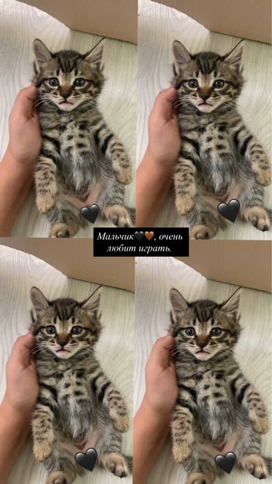 Отдам котят в добрые руки