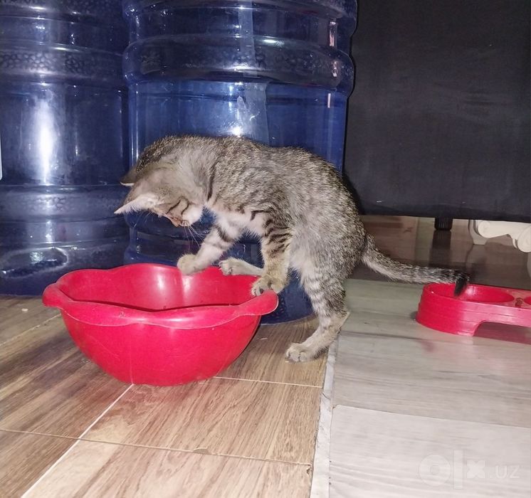 Катёнок в добрые руки