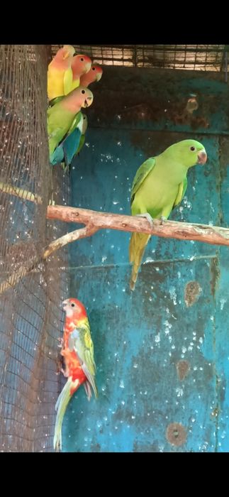 Ожереловый попугай