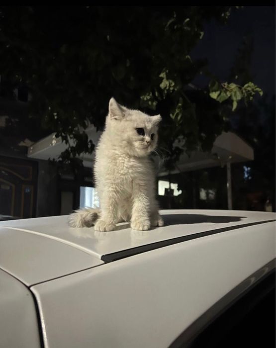 Британский Шиншилла Чистокровный Угл киз