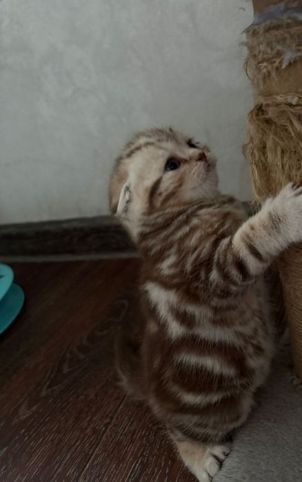 Продаю котенка шотландка девочка