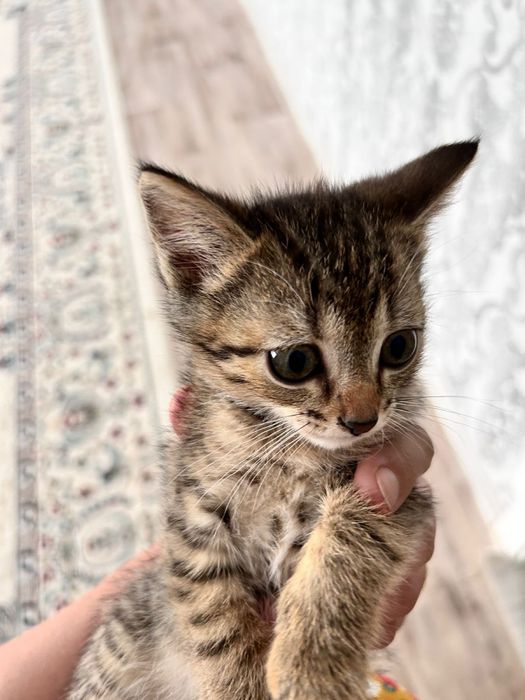 Отдам кошку в добрые руки