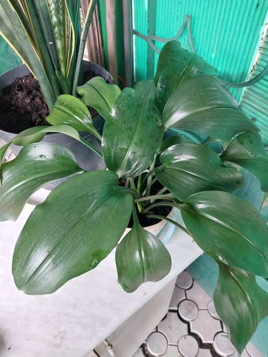 Продам комнатные растения