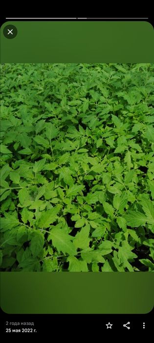 Продам рассаду разных сортов
