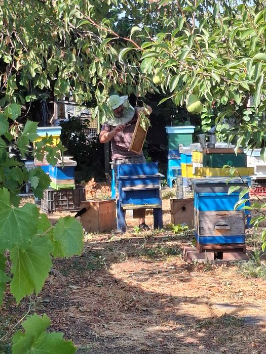 Натурален пчелен мед