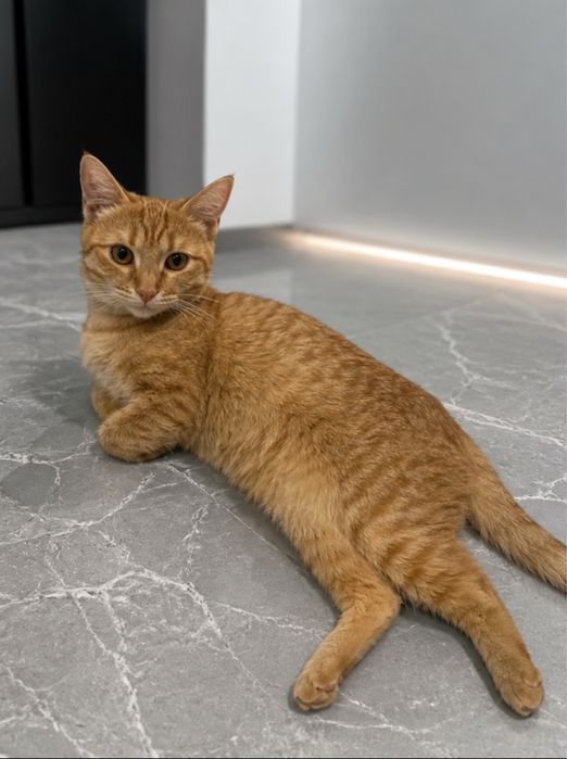 Отдам котика в добрые руки