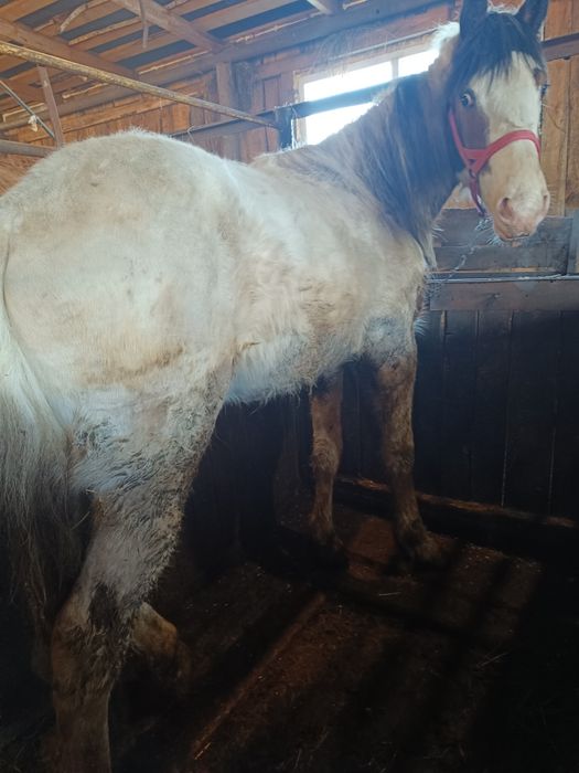 Продам жеребчиков апрельских 2 леток