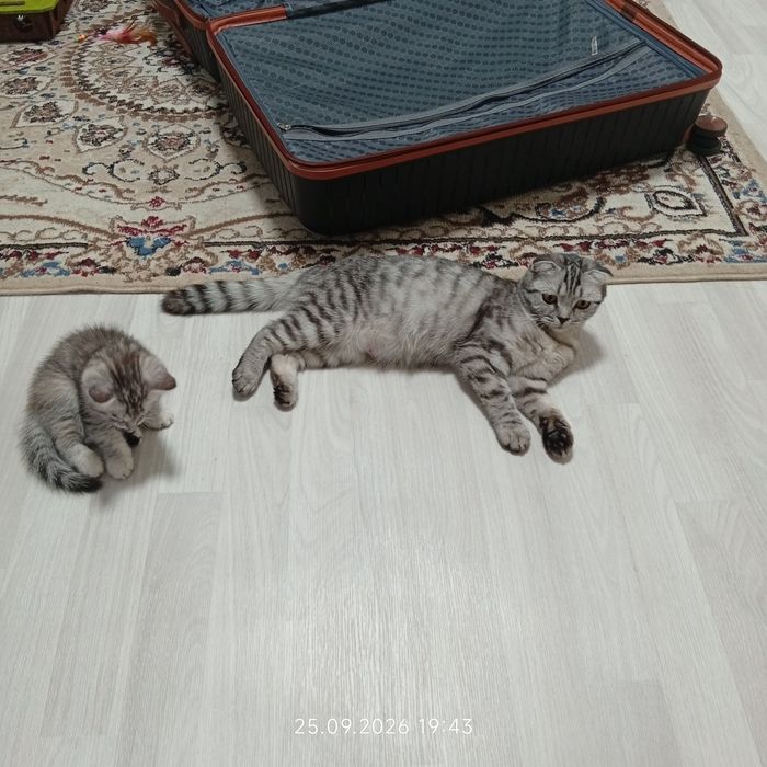 Кошка вислаухая причина продажи срочный переезд