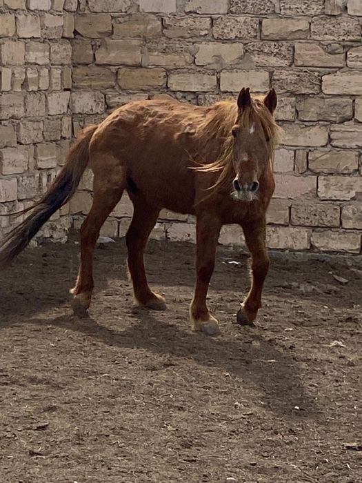 Жылқылар сатылады бие , құнан