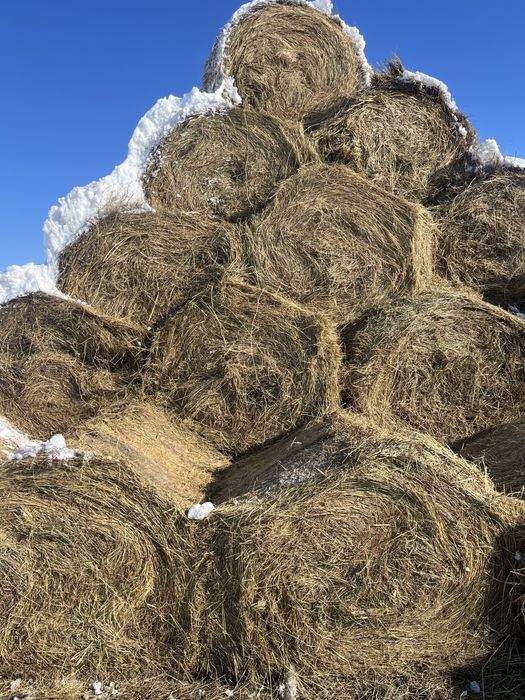 Сено разнотравье