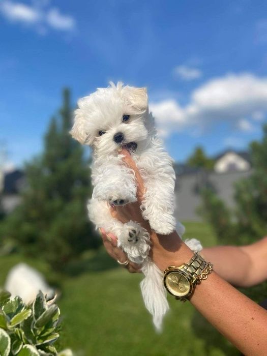 Bochon toy femelă disponibilă