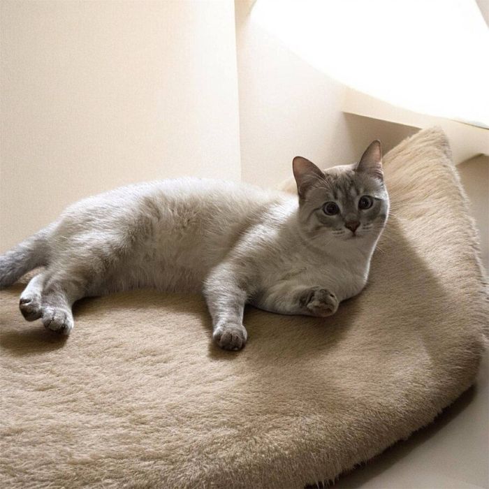 Котик мальчик в поисках дома ! Ангрен / Ташкент!