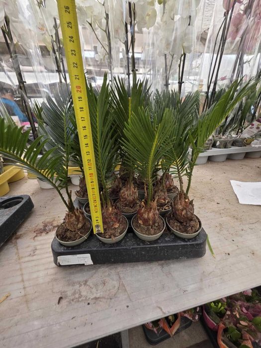 Цикас - Палма ,,