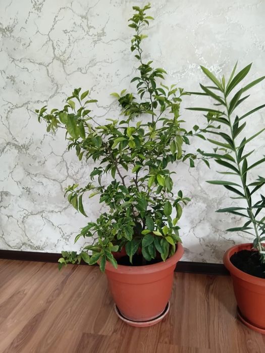 Срочно продам комнатные растения