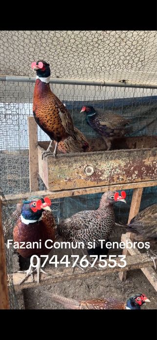 Vand Fazani Comuni si Tenebros