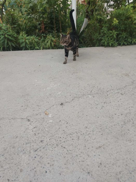 Продам  Бенгальгасгую кошку