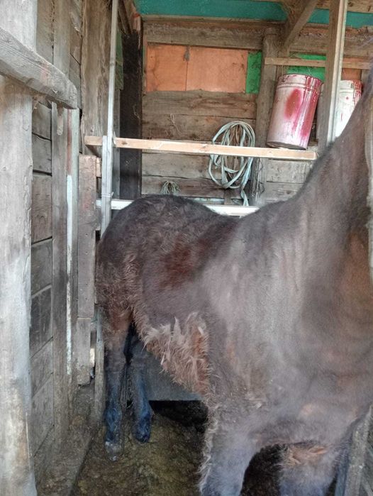 Продам лощадь (тай)