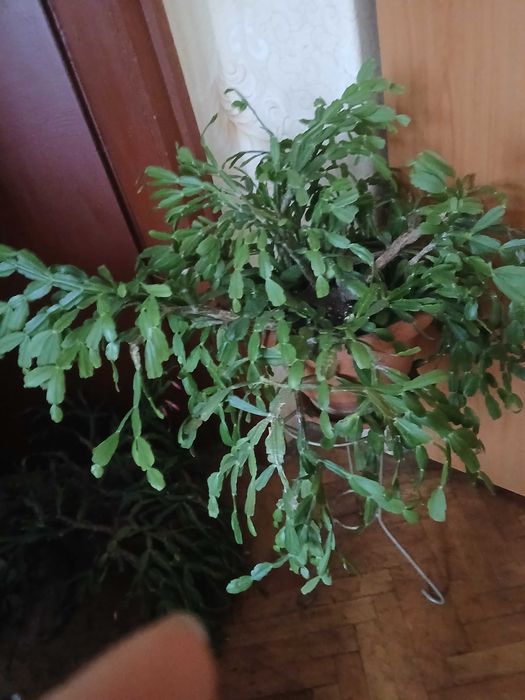 Продавам коледниче