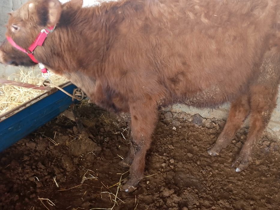 Buqacha sotiladi. Zoti: eston, kal paroda