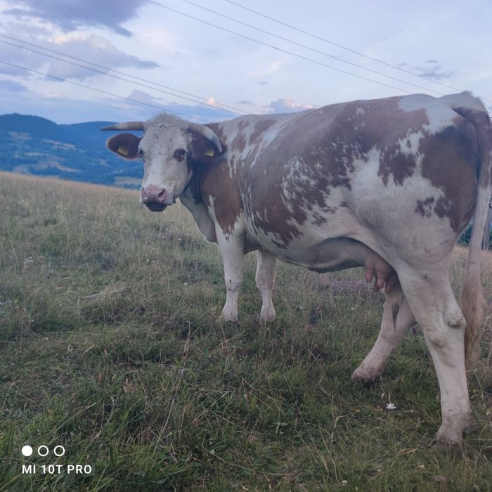 Bălțata românească