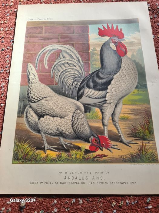 Cromo  litografiile