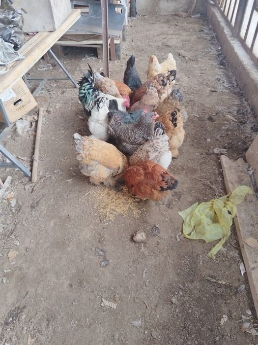 Куры породы Барма.