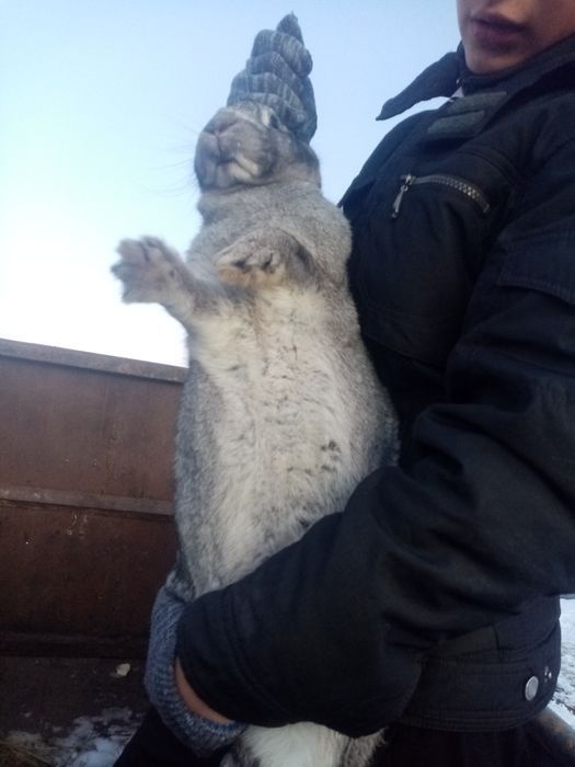 Продам кроликов срочно