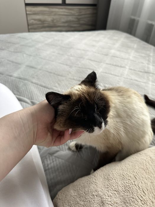 кот тайской породы