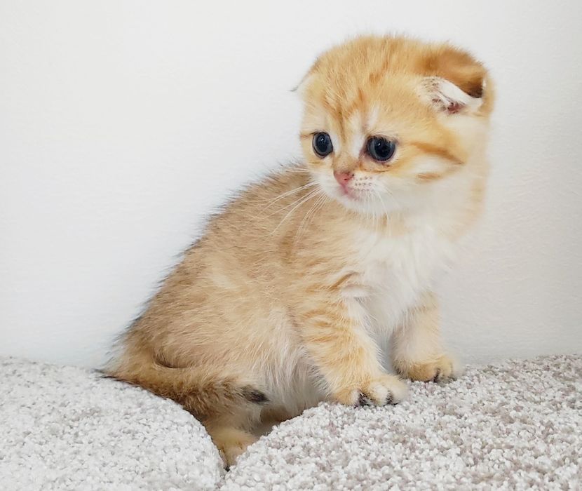 ШоТлаНдские КотЯта висЛоуХие ..