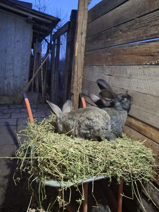 Iepuri uriaș german